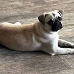 GiGi - Pug
