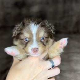 Ranger - Red tri male Miniature Australian Shepherd puppy in Queen Creek, Arizona from Arizona Aussies