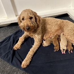 Bernedoodle and Goldendoodle Puppies from Brunsman Country Doodles LLC