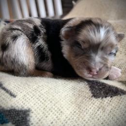 Chalupa - Blue merle female Miniature Australian Shepherd puppy in Bethany, Illinois from Rachel at Marrowbone Creek Aussies