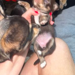 AKC Girl - Chocolate and tan female Chihuahua puppy in Anoka, Minnesota from Anoka County MN AKC Chihuahuas