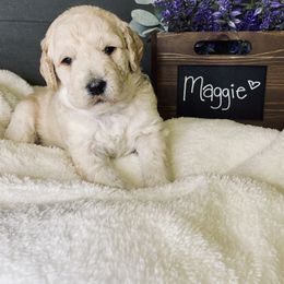 Bernedoodle and Labradoodle Puppies from Royal Doodles