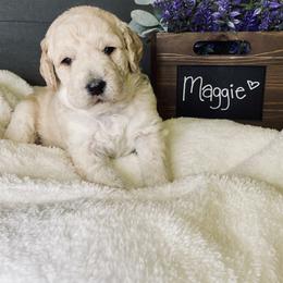 Bernedoodle and Labradoodle Puppies from Royal Doodles