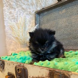 Fisher - Black and tan male Pomeranian puppy in Success, Missouri from Sweet Success