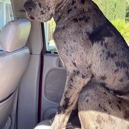 Dachshund and Great Dane All Grown Up from KIAYA BUTLER