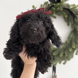 Yellow Collar - Black female Goldendoodle puppy in Gilbert, Arizona from Desert Paws Doodles