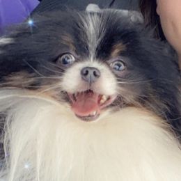 Pomeranians from Parrish Pomeranians