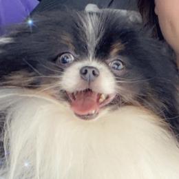 Pomeranians from Parrish Pomeranians