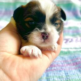 Otto - Black gold and white male Shih Tzu puppy in Geneva, Florida from Shih Tzu’s Creek
