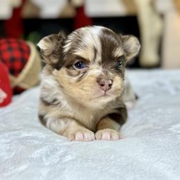 Chihuahua Puppies from Sunset Eves Chihuahuas
