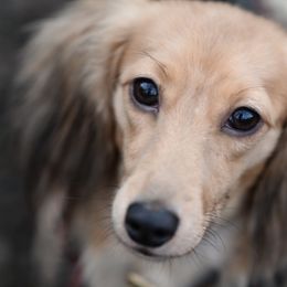 Australian Cattle Dogs, Dachshunds, and German Shepherds from Fox Hill Farm & K9