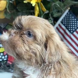 Girl 1 Blondi - Gold and white female Shih Tzu puppy in Troy, Michigan from "Shihtzu Best Friend"