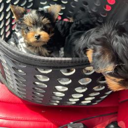 Yorkshire Terrier Puppies from Yorkie Puppies Redwood Ranch