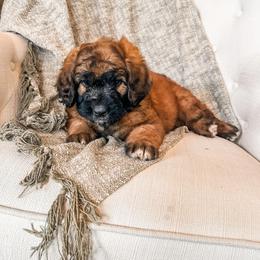 Girl 2 - female Saint Berdoodle puppy in Beaver, Utah from Rocky Ridge Ranch