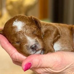 Clyde - Red  male Goldendoodle puppy in Great Falls, Montana from AnneLuna Goldendoodles