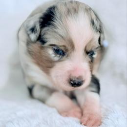 Blue collar - Blue merle male Aussiedoodle puppy in 32046, Florida from River Hill Ranch