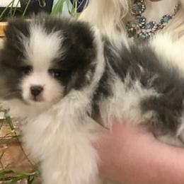 Pomeranian Puppies from PawSitive Therapy Pomeranians
