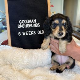 Dachshund Puppies from Goodman Dachshunds