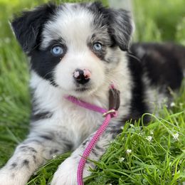 Miniature Australian Shepherd and Toy Australian Shepherd Puppies from Natural Life Ranch