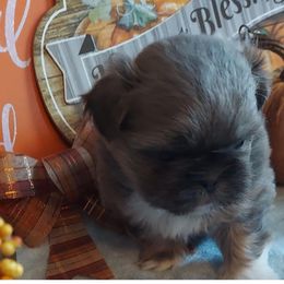 Shih Tzu Puppies from N.F.S.T Imperial ShihTzu Puppies.