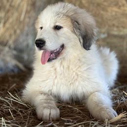 Girl 2 - female Great Pyrenees puppy in Leicester, North Carolina from Randall Glen Pyrenees
