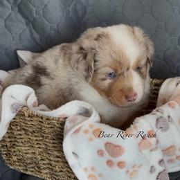 Red collar - Red merle male Miniature American Shepherd puppy in Pueblo West, Colorado from Bear River Ranch LLC