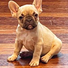 French Bulldog Puppies from Mt Olympus Frenchies