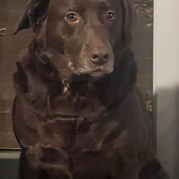 Hope - Labrador Retriever