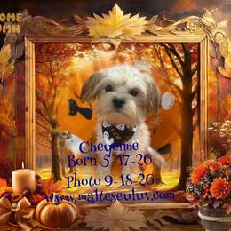 Cheyenne Shitzu-Yorkie - Gold male Morkie puppy in Silverhill, Alabama from Malteseuluv’s Tiny Treasurers