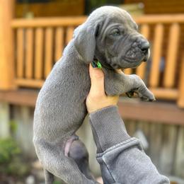 Wrangler - Blue male Great Dane puppy in Beulah, Michigan from Northwood Euro Danes and Bassets