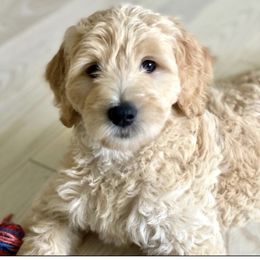 Bernedoodle and Goldendoodle Puppies from Doodle My Heart