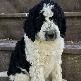 Ringo 6 weeks old - Black and white male Bernedoodle puppy in Portland, Oregon from NW Doodles