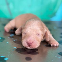 Blondie - Cream female Dachshund puppy in Hawley, Texas from Foxy’s Dachshunds & Toy Aussies