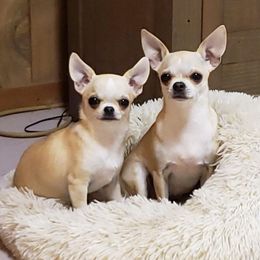 Chihuahuas from WHEELARKK CHIHUAHUAS