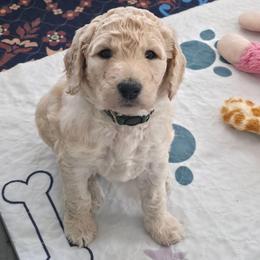 Nicolas - Cream male Goldendoodle puppy in Mullin, Texas from Grosenbacher Goldendoodles