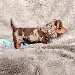 Dachshund Puppies from Silver Sage Dachshunds