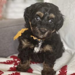 Bernedoodle Puppies from Better Day Bernedoodles