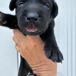 Yellow - Black female Labrador Retriever puppy in Newton Grove, North Carolina from Wayalife Labradors & Gsp’s