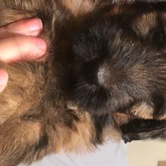 Briards from Deja Vu Briards