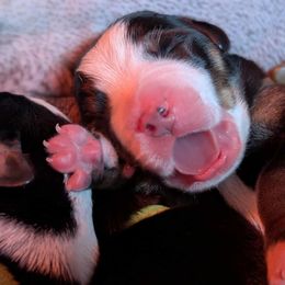 Green boy - Black, white and red male Greater Swiss Mountain Dog puppy in Hockessin, Delaware from Simply Swissies