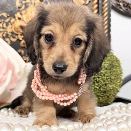 Girl 1 (shaded cream) - Cream female Dachshund puppy in Collins, Georgia from Liberty Longhair Dachshunds