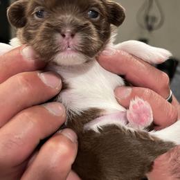 Shih Tzu Puppies from Lux Shih Tzu of New England