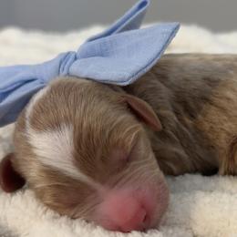 Goldendoodle Puppies from Pickard’s country Golden doodles