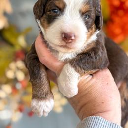Garnet❤️ - Red tri-color female Aussiedoodle puppy in Granbury, Texas from Triple Cross Doodles