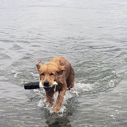 Golden Retriever All Grown Up from Beachwood Golden Retrievers
