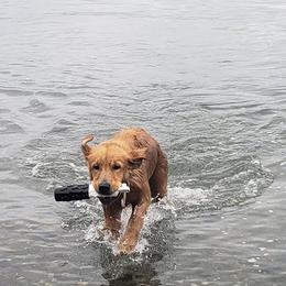 Golden Retriever All Grown Up from Beachwood Golden Retrievers