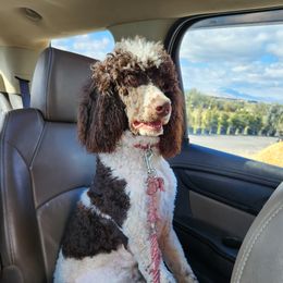 Bandit - Poodle