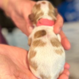 Daffodil - "Dilly" - Cavalier King Charles Spaniel puppy from Judy's Cavaliers