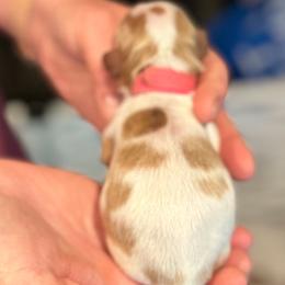 Daffodil - "Dilly" - Cavalier King Charles Spaniel puppy from Judy's Cavaliers