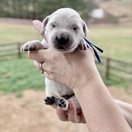Mr. Blue - Light golden male Golden Retriever puppy in Jasper, Tennessee from Suncoast Goldens